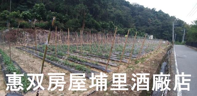 南投農地-1
