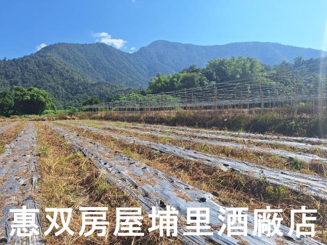 南投埔里農地-5