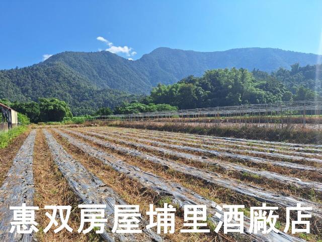 南投埔里農地-1