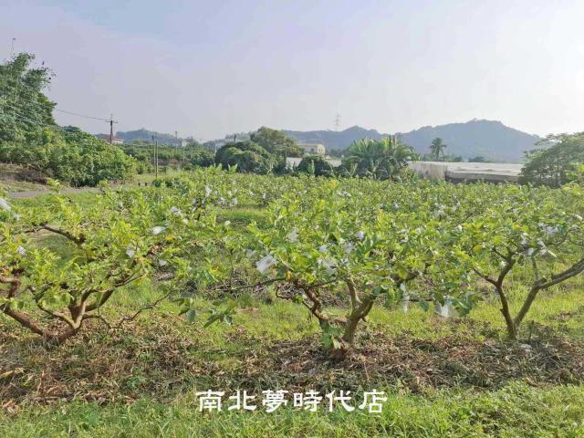 台南楠西農地-5
