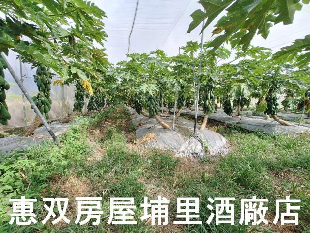 南投埔里農地-5
