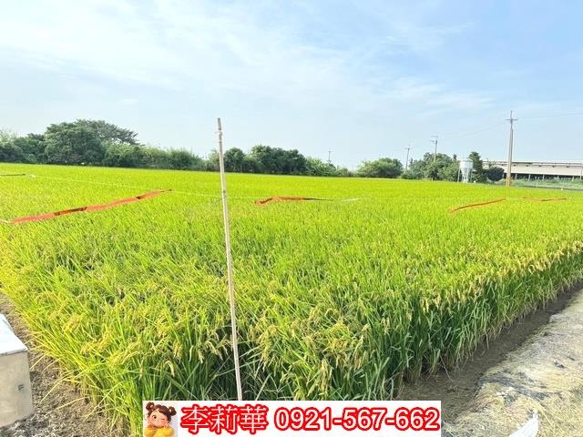 台南六甲農地-9
