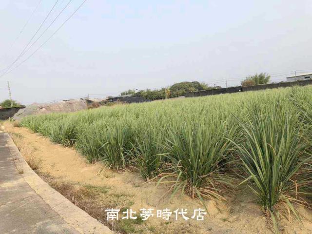 台南新市農地-1