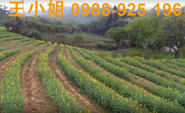 桃園龍潭農地-2