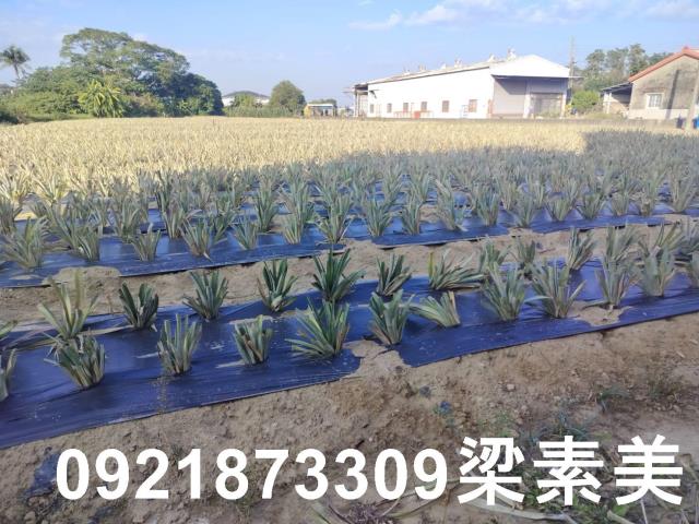 歸仁農地-4
