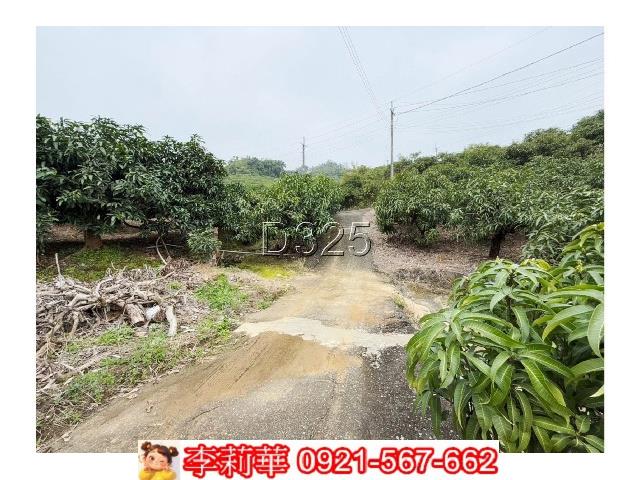 玉井農地-6