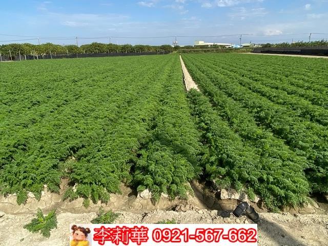台南麻豆農地-10