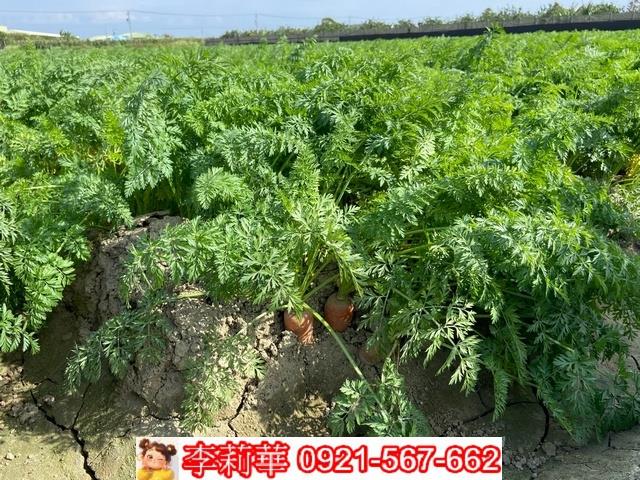 台南麻豆農地-11