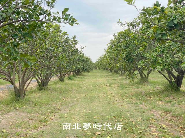 麻豆農地-2