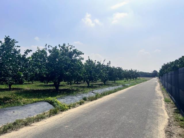 台南麻豆農地-3