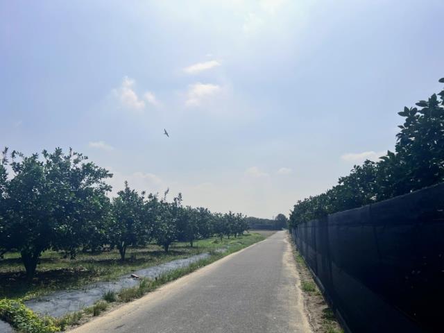 台南麻豆農地-4