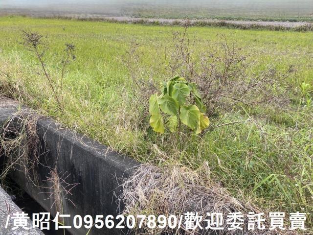 台南新市農地-6