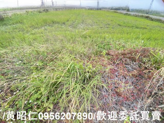 台南新市農地-7