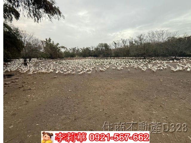 歸仁農地-6