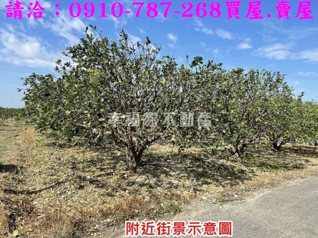 麻豆農地-5