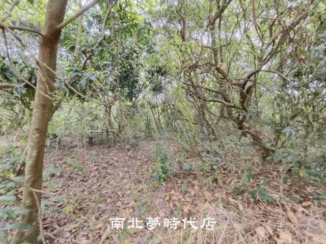 台南新化農地-5