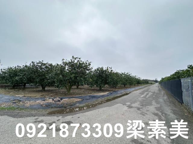 麻豆農地-7