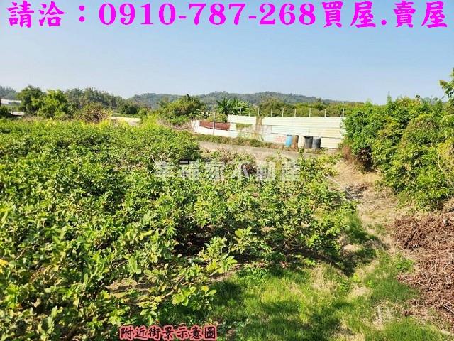 燕巢農地-9