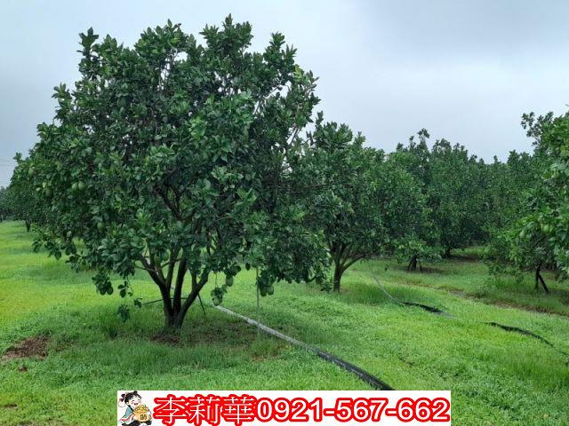 台南麻豆農地-2