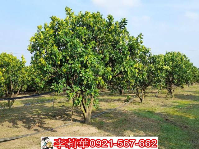 台南麻豆農地-3