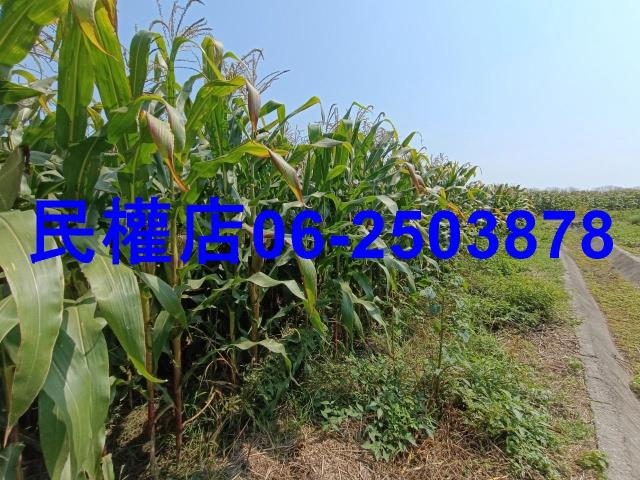 台南新營農地-13