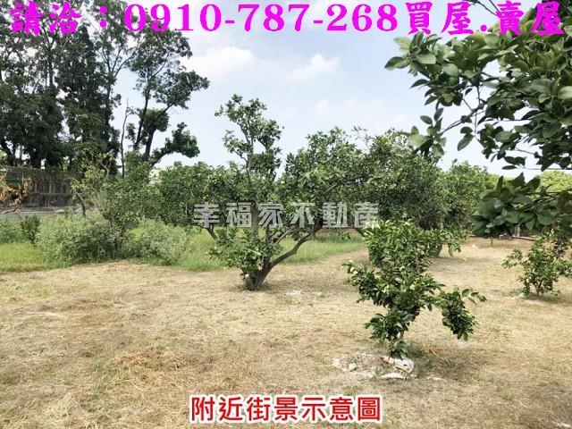 麻豆農地-6