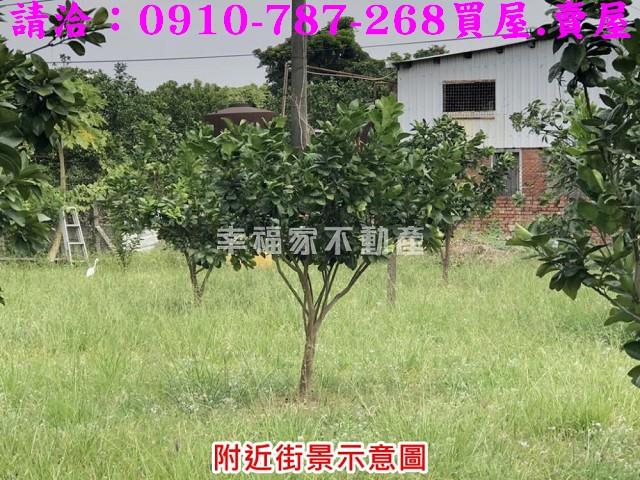 麻豆農地-9