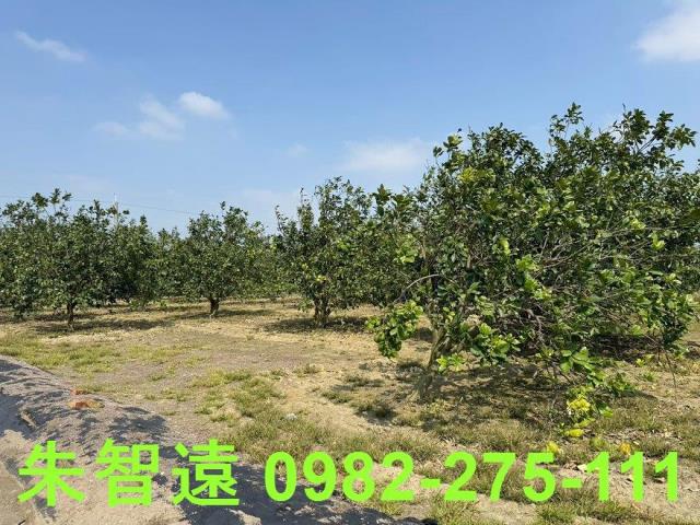 麻豆農地-4