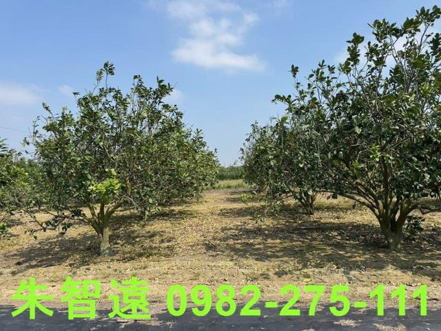 麻豆農地-5