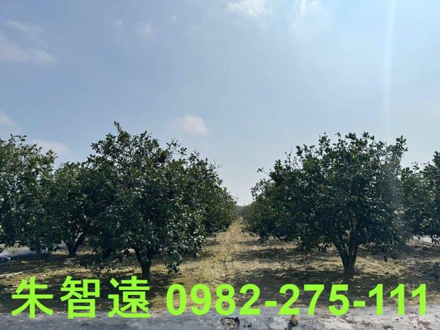 麻豆農地-6