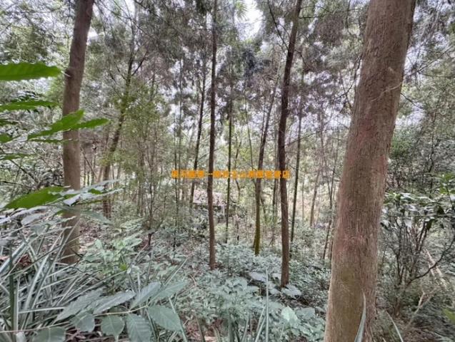中寮農地-9