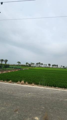 善化農地-3