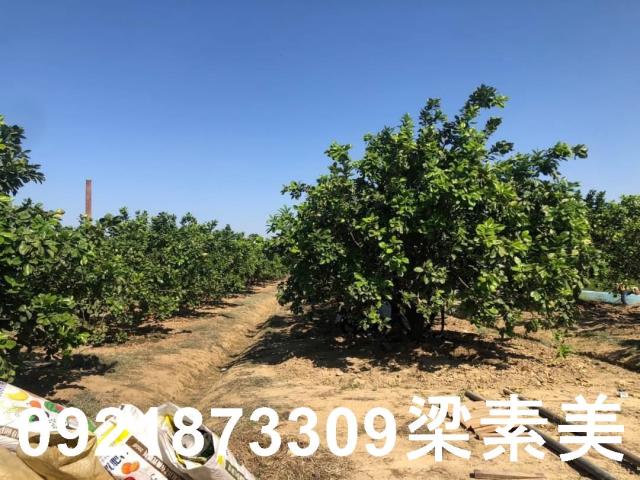 下營農地-1