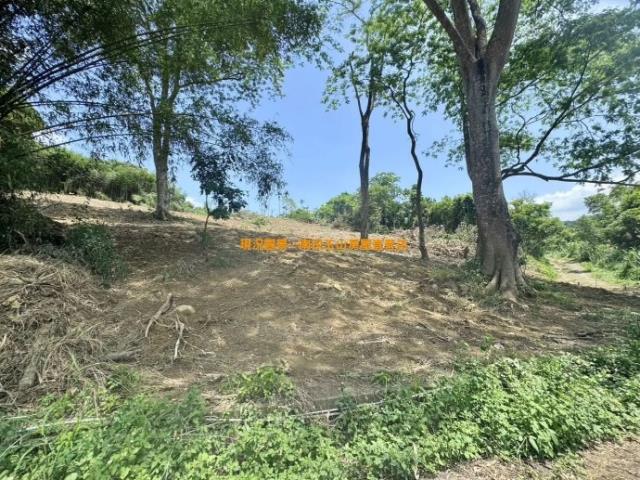 集集山坡地-3