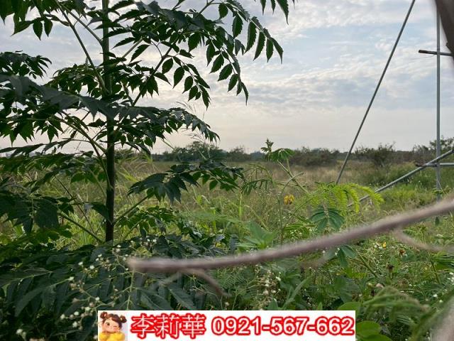 麻豆工業地-7