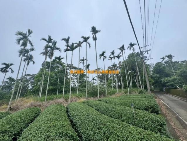 南投農地-4