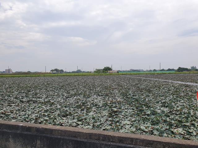 台南官田農地-6