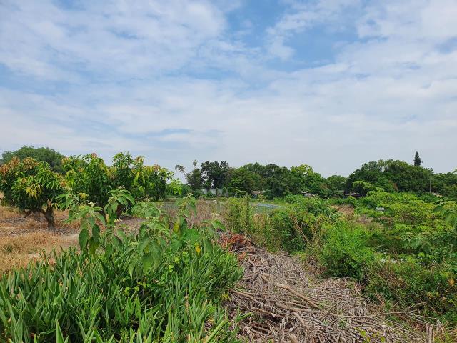 台南官田農地-7