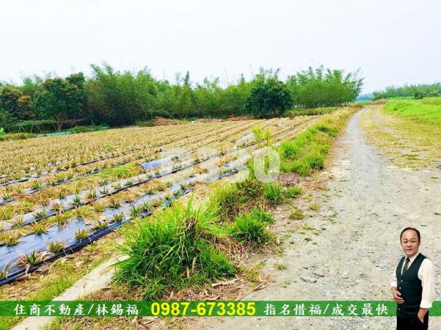 歸仁農地-13