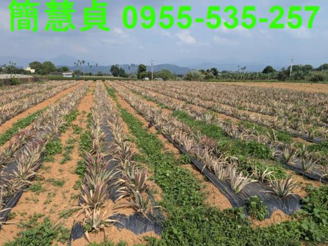 名間農地-2