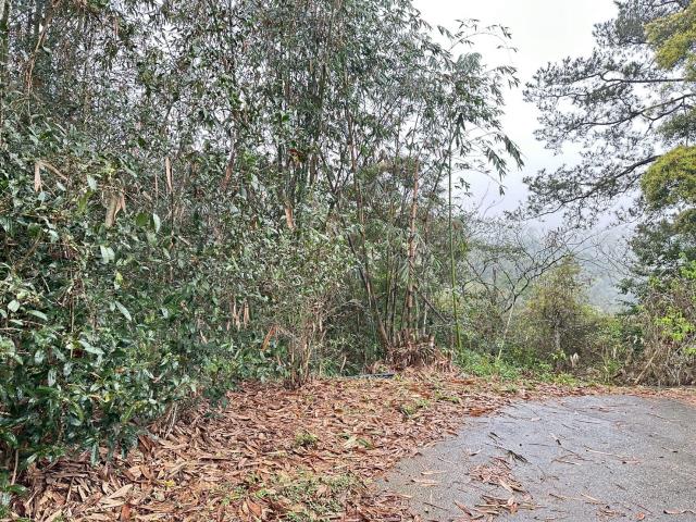 埔里農地-1