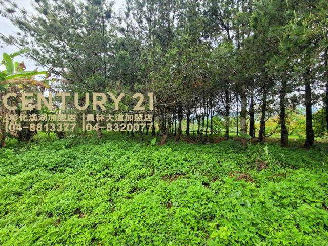 竹山農地-3