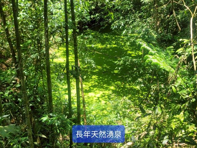 南投國姓農地-11