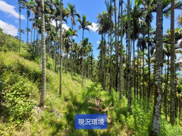 南投國姓農地-5