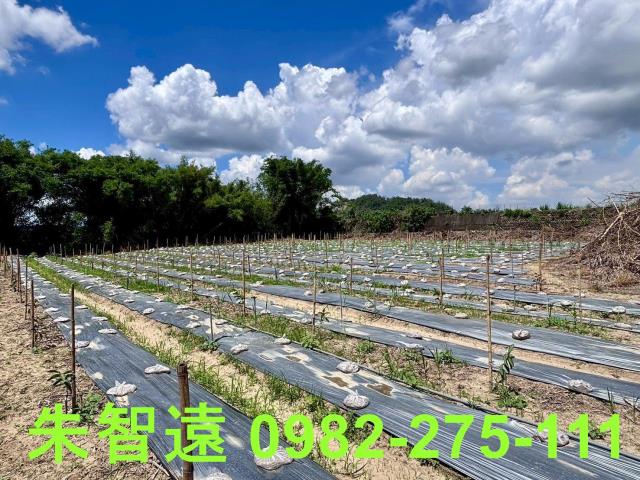 玉井農地-13