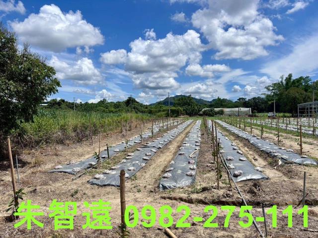 玉井農地-9