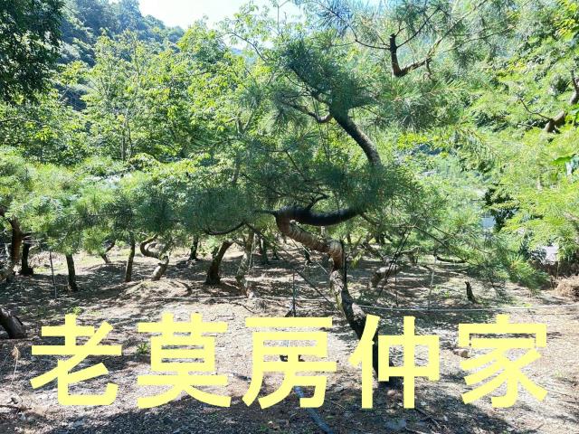 南投仁愛鄉農地-2