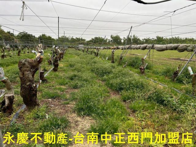 左鎮農地-5