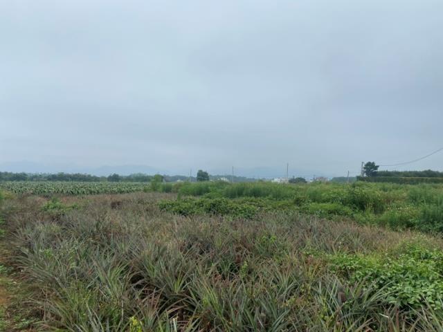 南投農地-5