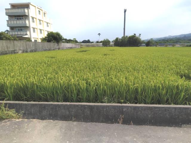南投草屯農地-5